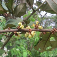 Elaeagnus latifolia L.